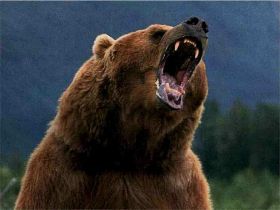 angry-bear.jpg