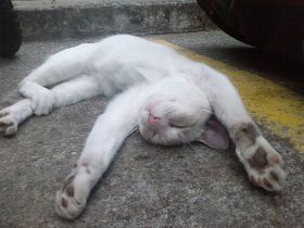 relaxed-cat.jpg