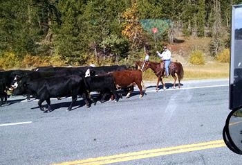 tractor trailer passing a herd of cattle